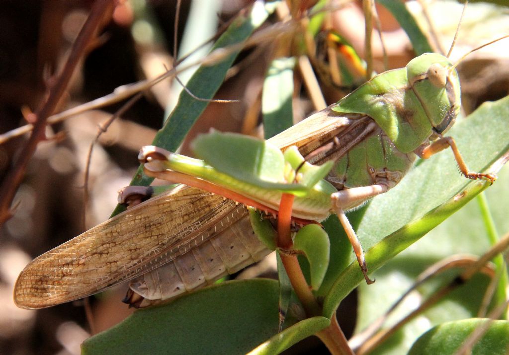 Locusta migratoria cinerascens? S